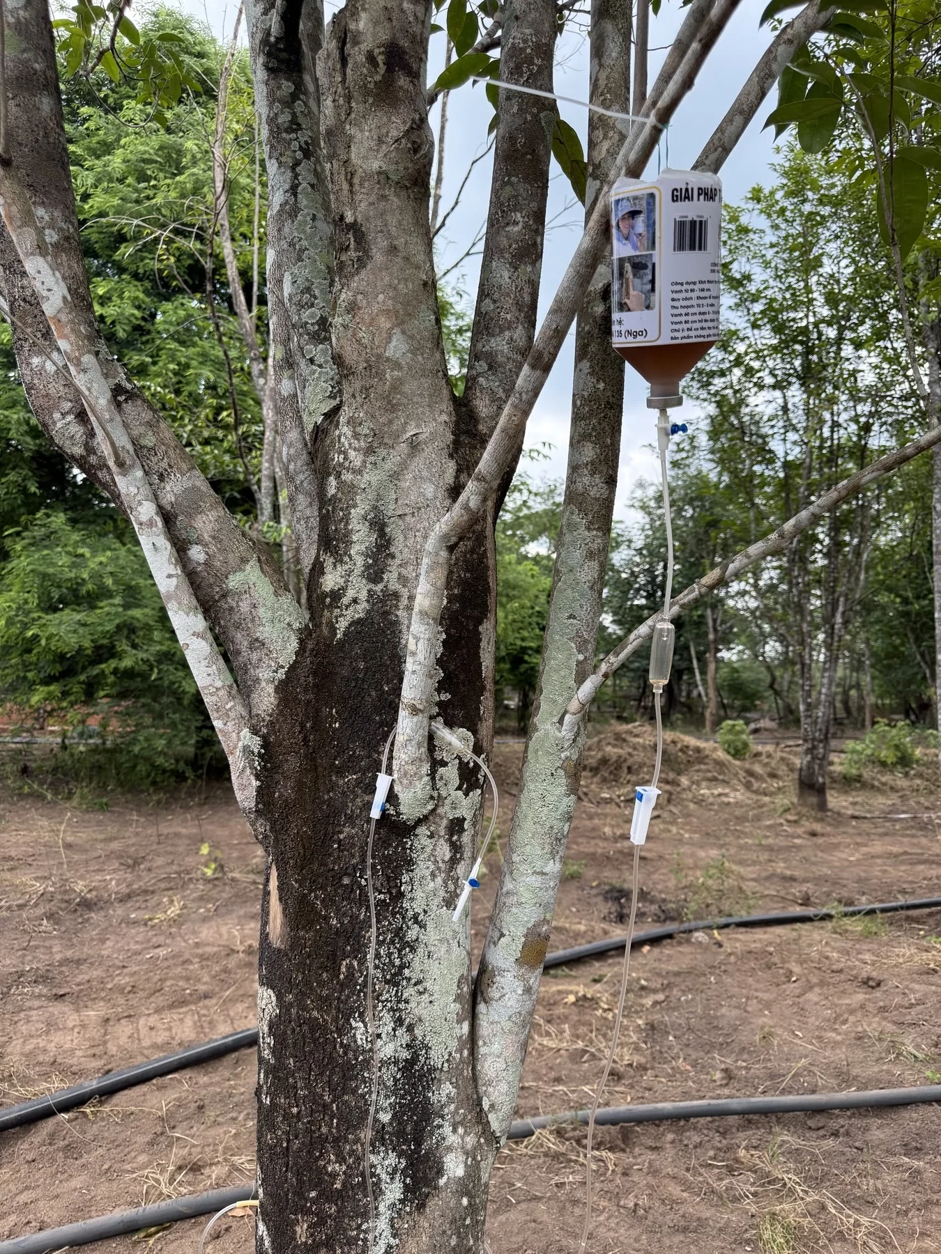 Sustainable oud plantation in Vietnam